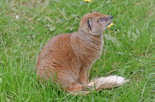 Close up of a Yellow Mongoose (Cynictis penicillata)