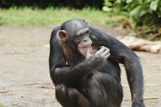 Close up of a Chimpanzee (pan troglodytes)