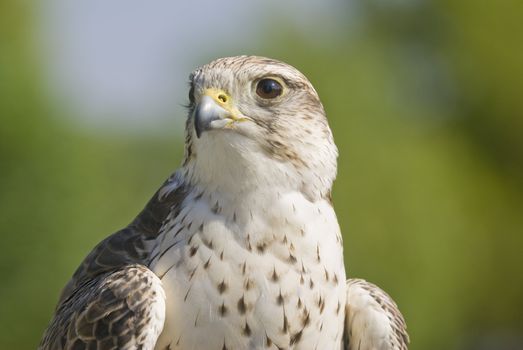 Saker Falcon (Falco cherrug) - landscape orientation