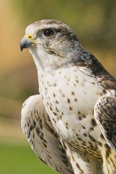 Saker Falcon (Falco cherrug) - landscape orientation