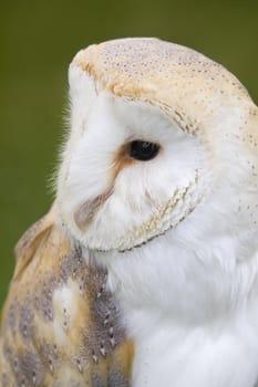 Close up of a Barn Owl (Tyto alba)