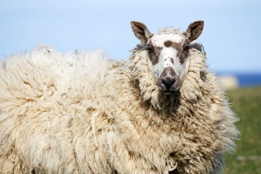 Sheep Red Wharf Bay Anglesey North Wales