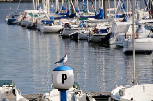 Seagull sitting at yacht harbor in Brest, Brittany in France