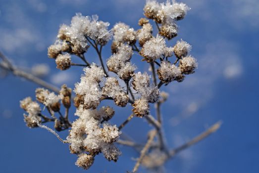 A macro view of an Achillea ptarmica plant covered with snow and ice crystals in winter.