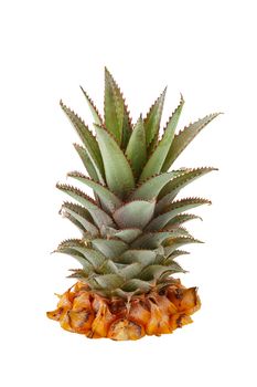 Fresh pineapple crown isolated on white background