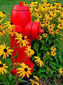 Red fire hydrant and lots of black eyed susan