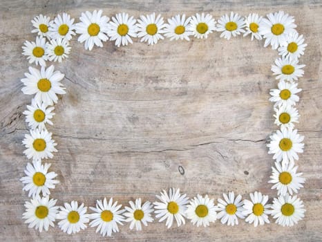 Daisy frame on wooden background