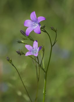 Bell-flower (campanula) on green background