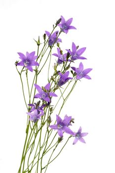 Bell-flowers (campanula) isolated