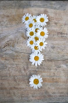 Daisy exclamation mark on wooden background
