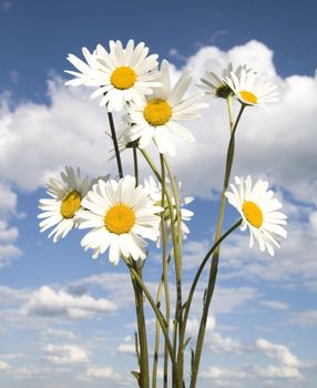 Daisy bouquet on blue sky background