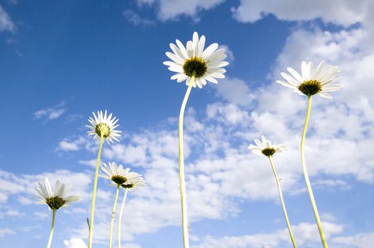 Daisy on blue sky background