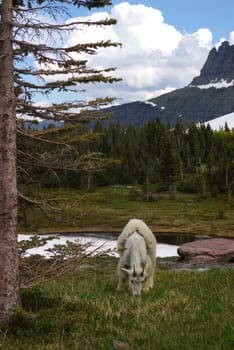 Mountain goat in the wilderness