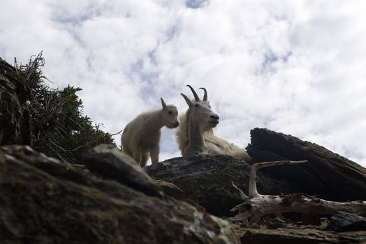 Mother and baby mountain goat in the wilderness