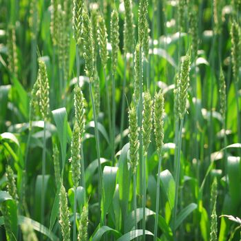 green wheat in a fresh fields 