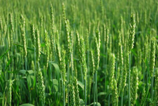 fresh wheat in a green  field 