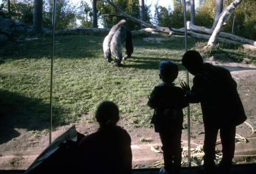 Kids watching gorilla exhibition trough glass