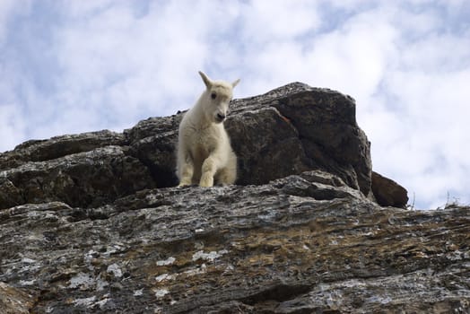 Young mountain goat in the wilderness