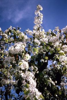 Cherry tree Blossom