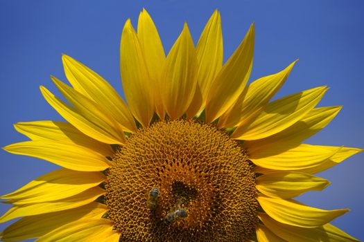 Two bees on a sunflower with a vivid blue sky background.
