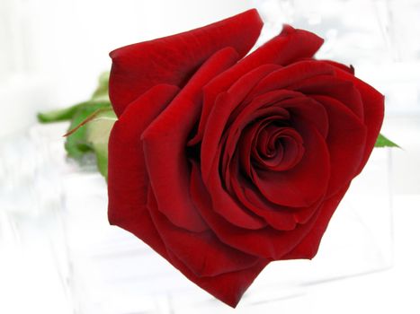 The red rose, presented to the dear person, lies on the white. The velvety red rose petal of flower are still full of freshness and tenderness. 