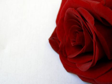 The red rose, presented to the dear person, lies on the white. The velvety red rose petal of flower are still full of freshness and tenderness. 