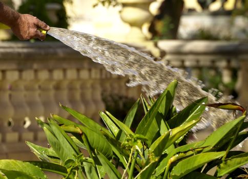 Gardener hosing and watering plants in garden