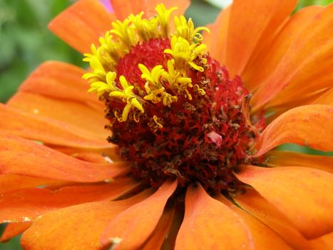 It grew on the flower bed in the court in summer. Photograph is made in the Ukraine in Sumy