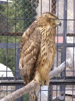 This predator sat in the cell in the zoo of Yalta in the Ukraine, which to be located highly in the mountains.