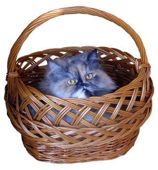 Persian tomcat hid in the basket. To it it is there convenient and it is reliable. Smoke-colored kitten looks and controls those surrounding. He thinks that it it is not evident. 