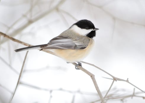 A black-capped chickadee perched on a tree branch.