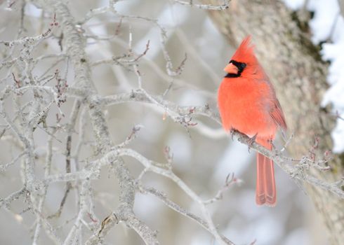 A male cardinal perched on a tree branch.