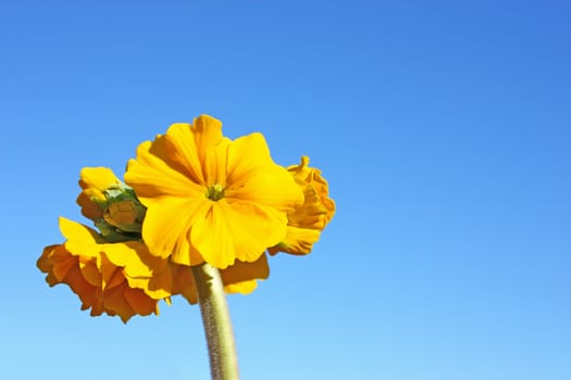Yellow primrose closeup flowers of the spring
