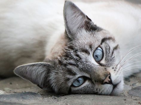 Head of a beautiful cat with blue eyes lying on the floor