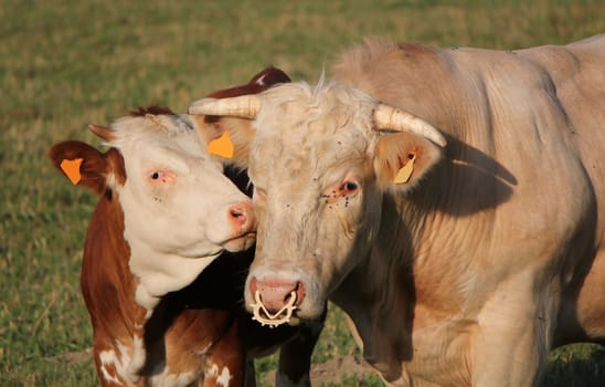 A young calf next to its mother, their head very near, in a meadow