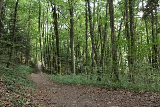 Pathway in a green forest by summertime