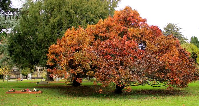 Tomb covered with colored flowers next to a beautiful big tree with autumn colored red leaves in a cemetery