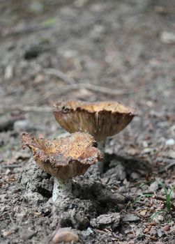 Beautiful mushrooms on a brown forest ground