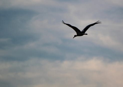 Migrating stork flying in a cloudy sky by sunset