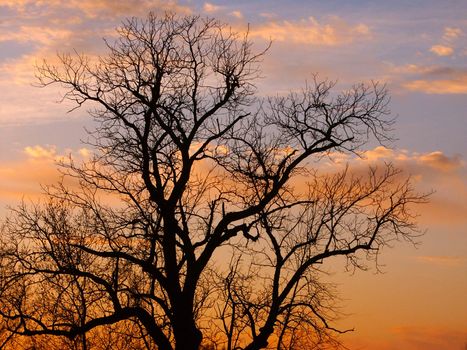 The silhouette of an old oak tree against a blazing Illinois sunset.