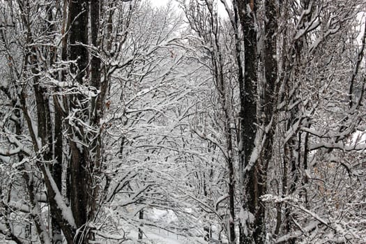 Trunks and branches covered with snow by winter time