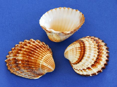 three colorful various sea shells over blue background