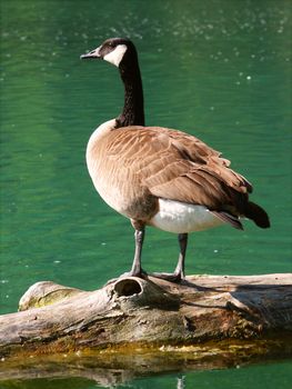 A Canada Goose (Branta canadensis) sits on a log at Spencer Conservation Area in Illinois.