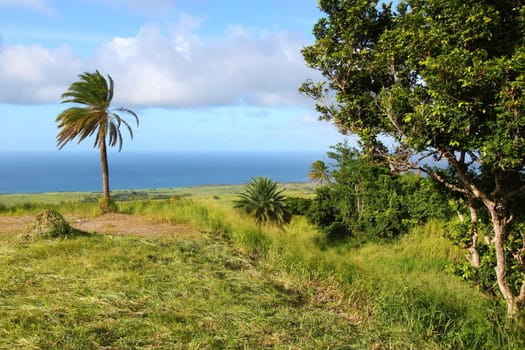 Landscape of the agricultural uplands of Saint Kitts.