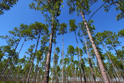 The beautiful pine flatwoods of Florida on a clear day.