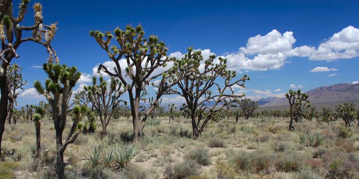 Joshua trees at the Mojave National Preserve in California.