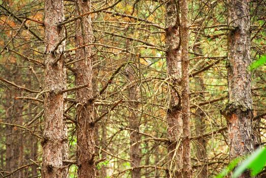dense pine trees trunk natural background in forest