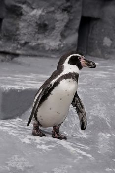 Magellanic penguin walking on stones