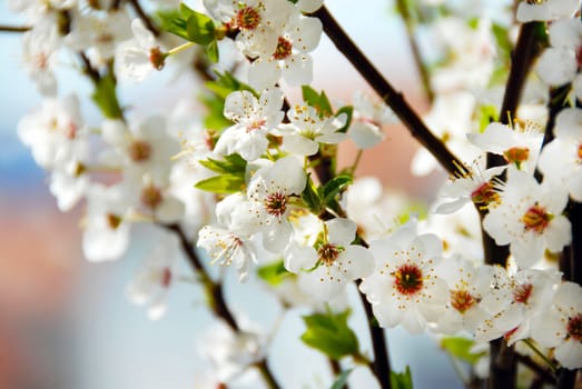 spring white blooming plum blossom flowers background