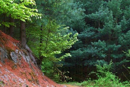 scenic green mountain forest landscape with various trees